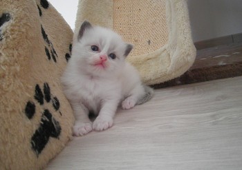 femelle blue bicolour - 3 semaines - Chatterie Ragdolls du Val de Beauvoir